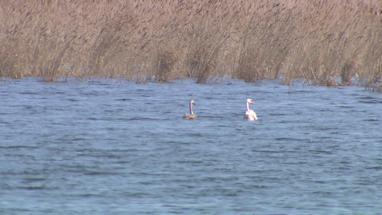 Стаю лебедей выпустили на волю после длительной реабилитации в Волгоградской области Стаю лебедей выпустили на волю после длительной реабилитации в Волгоградской области