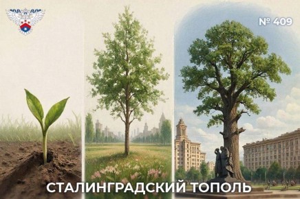 Саженцы Сталинградского тополя Роспатент зарегистрировал в качестве бренда Волгоградской области