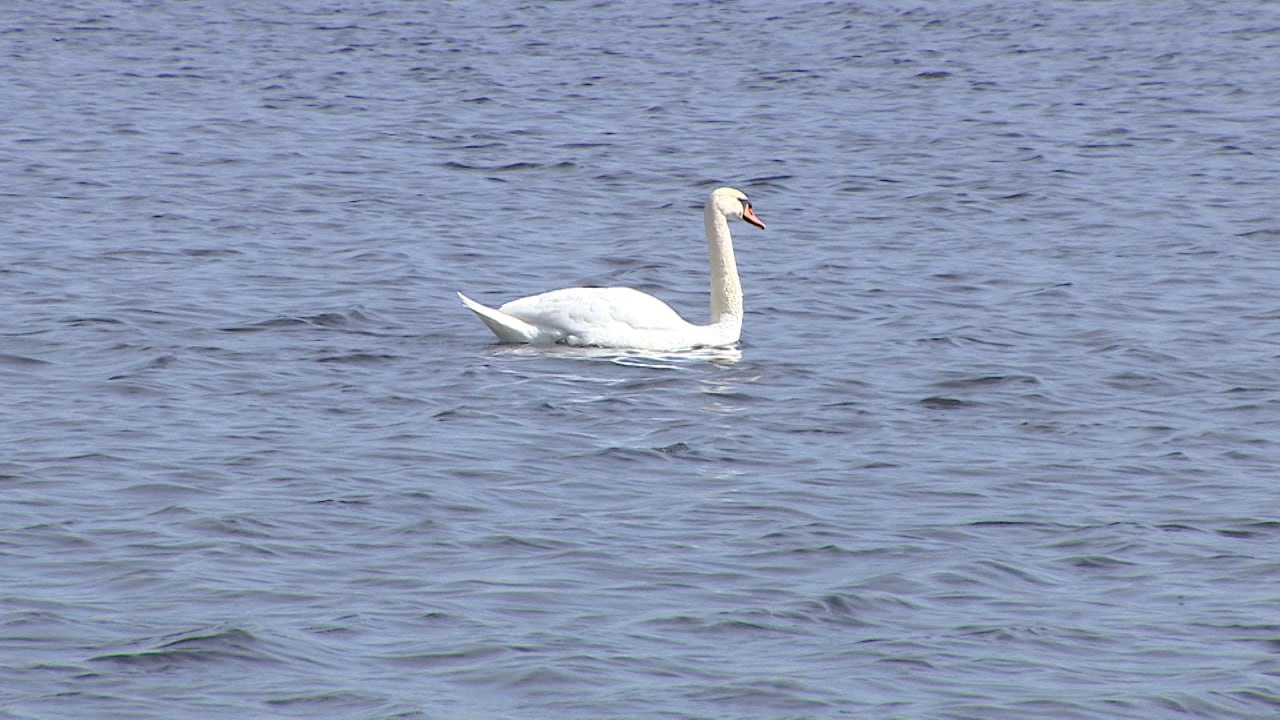Стаю лебедей выпустили на волю после длительной реабилитации в Волгоградской области Стаю лебедей выпустили на волю после длительной реабилитации в Волгоградской области