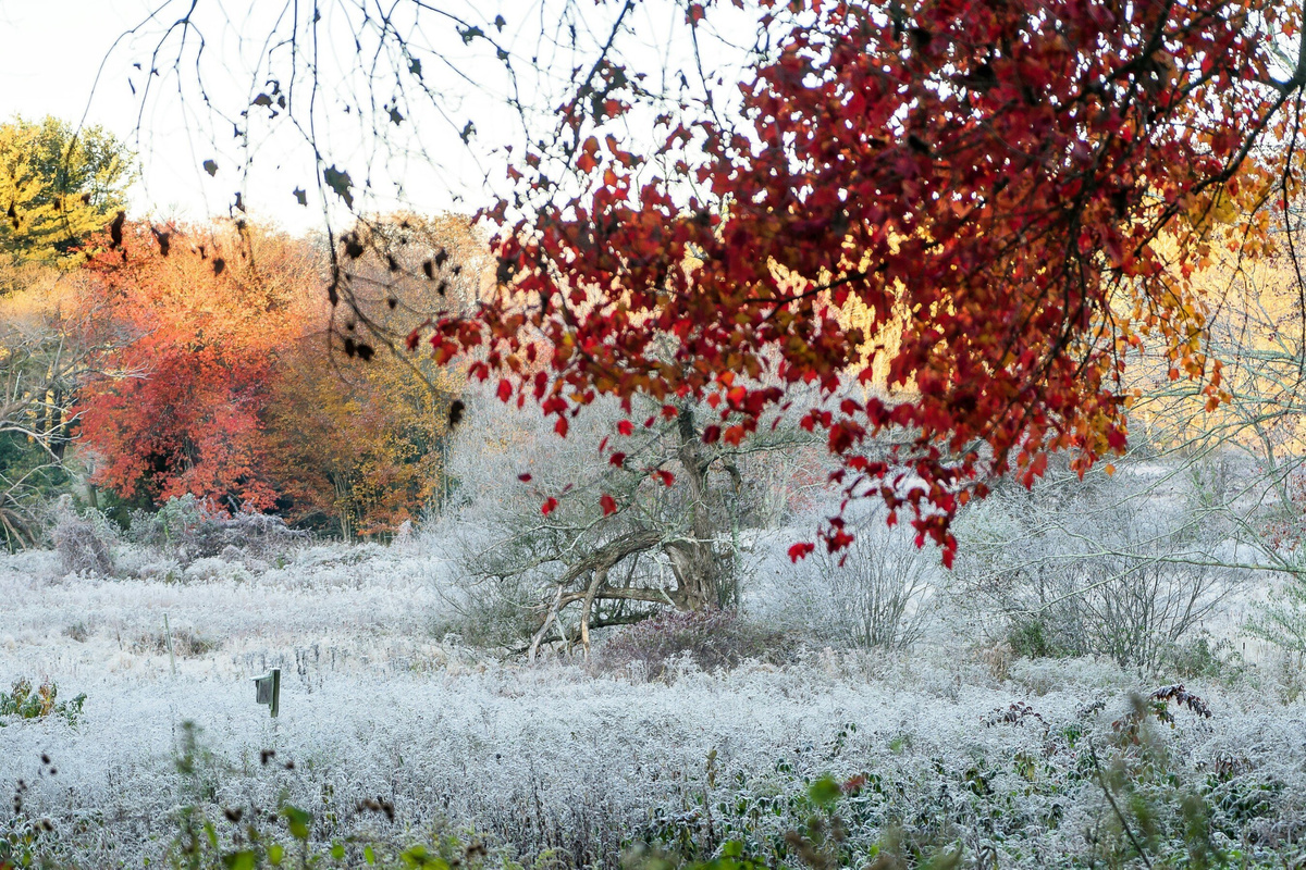 Тишина сада: как создать пространство для умиротворения