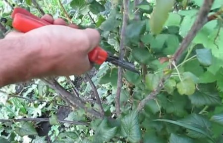 Успех в саду: секреты летней обрезки смородины для богатого урожая