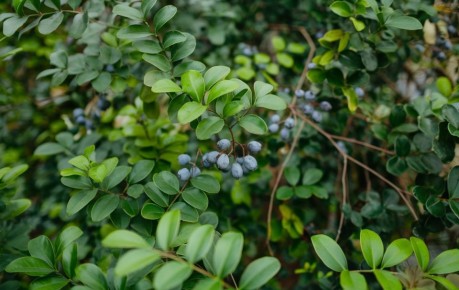 Как сохранить жимолость здоровой в августе: подкорми кусты правильно