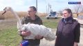Стаю лебедей выпустили на волю после длительной реабилитации в Волгоградской области