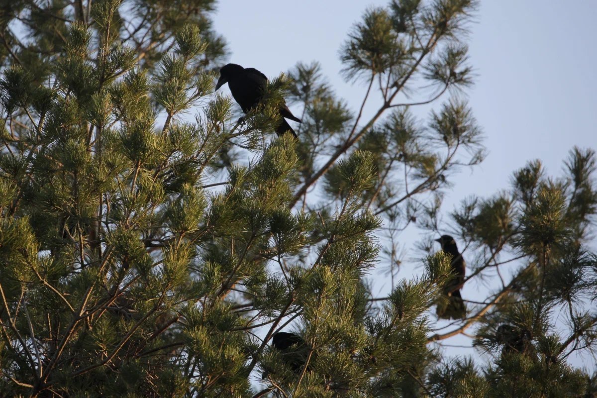 Скворцы прилетели в Волгоград
