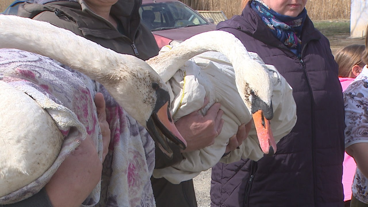 Стаю лебедей выпустили на волю после длительной реабилитации в Волгоградской области Стаю лебедей выпустили на волю после длительной реабилитации в Волгоградской области