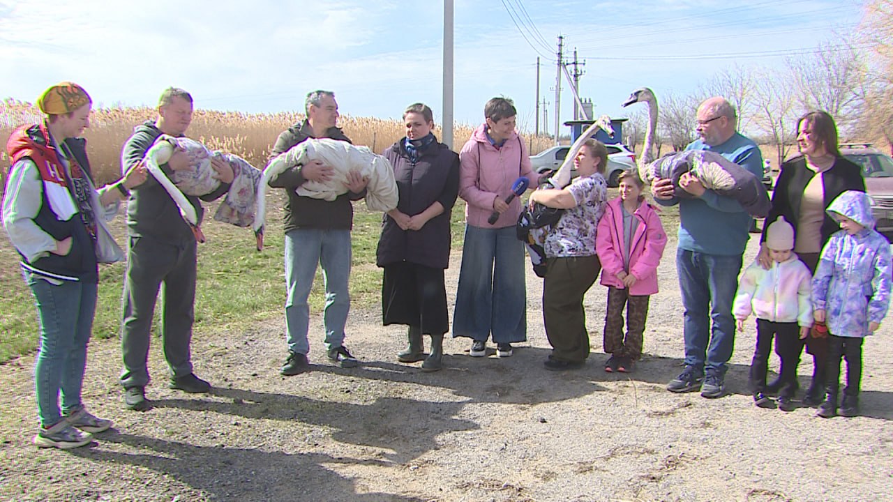 Стаю лебедей выпустили на волю после длительной реабилитации в Волгоградской области Стаю лебедей выпустили на волю после длительной реабилитации в Волгоградской области