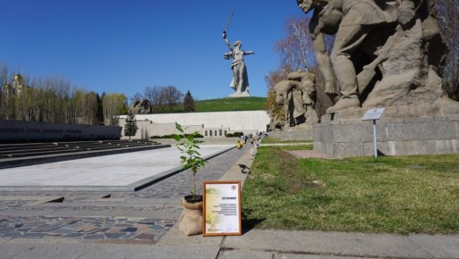 Сталинградский тополь стал одним из брендов Волгоградской области