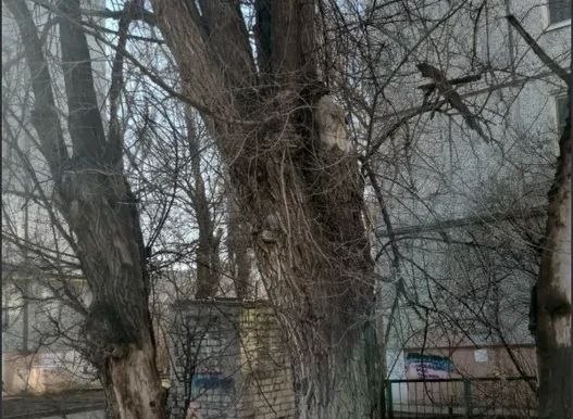 Три аварийных вяза обнаружили по улице Дубовская, 16 в Волгограде