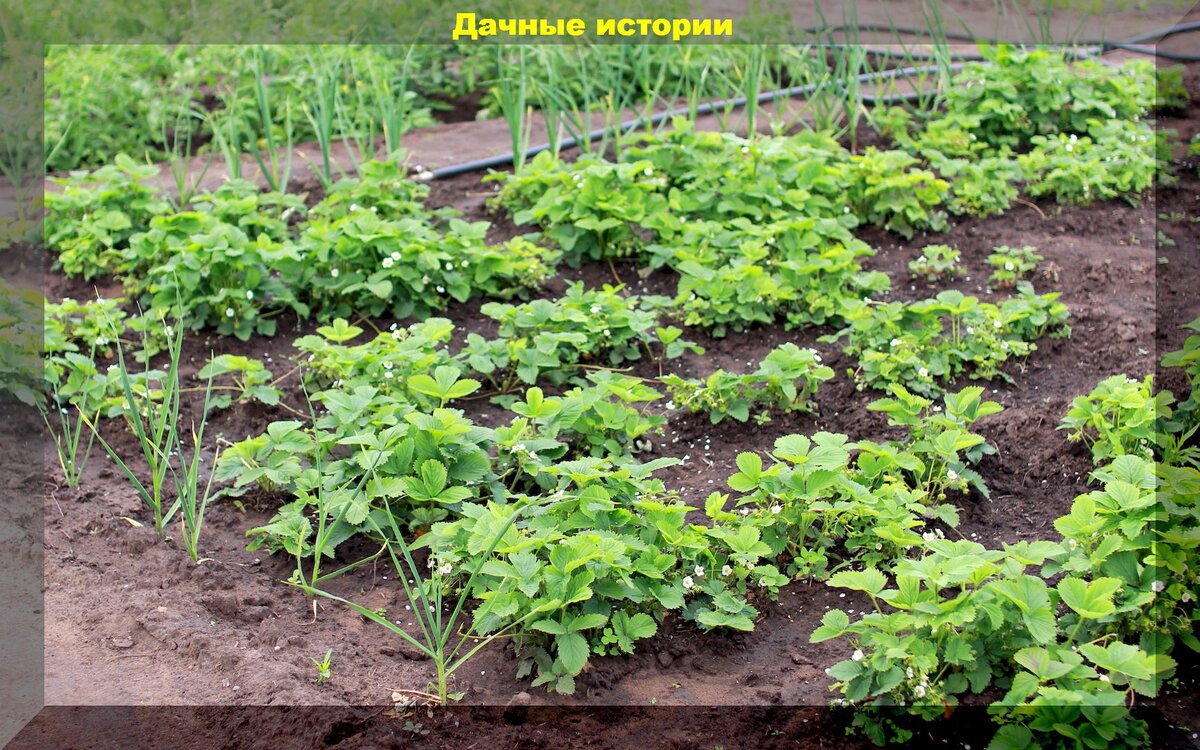 Заботы садоводов в июне: как справиться с вредителями и болезнями