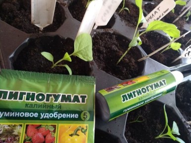 Что нужно знать о гуматах для успешного огорода