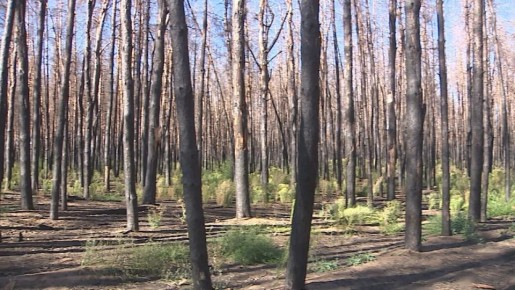 Волгоградский ЦГМС предупреждает о высокой пожароопасности в отдельных районах