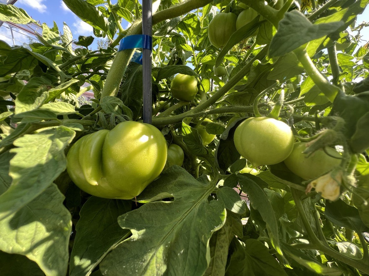 Как правильно подкармливать томаты в сезон урожая