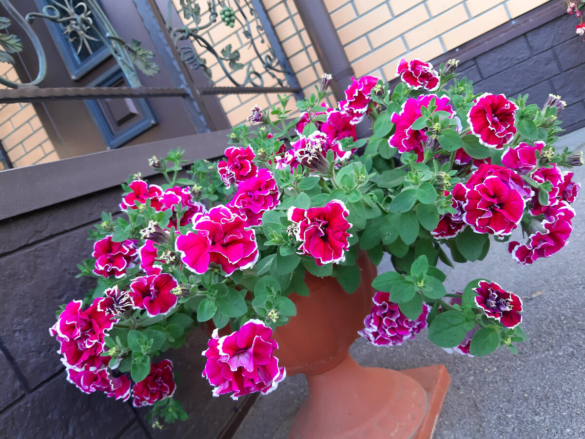 Почему стоит отказаться от кашпо для цветочных гигантов