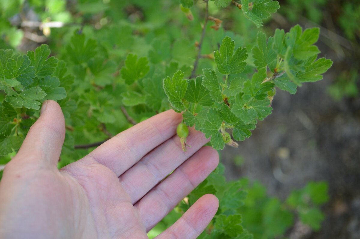 Как спасти крыжовник от мучнистой росы: простые советы для обработки