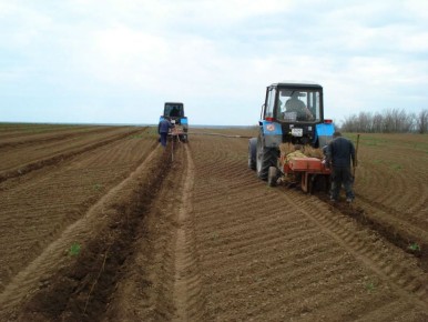 В Волгоградской области началась весенняя посадка деревьев в лесах
