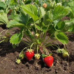 Как правильно подкормить клубнику весной для щедрого урожая