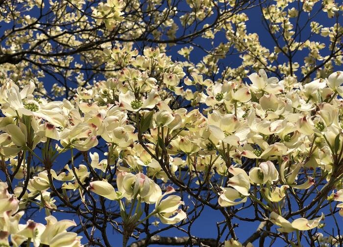 Кизил: секреты успешного роста в средней полосе