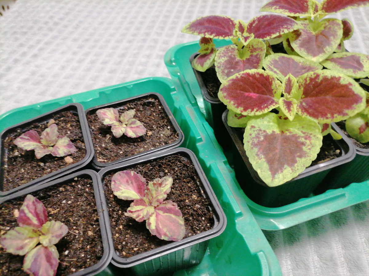 Секреты январских посевов: что стоит начать на рассаду