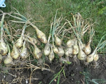 ����� �������� � ������ �������� ���: ������� ��������� ����� ������