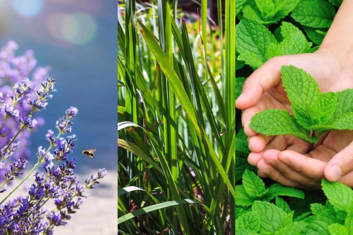 Растения, отпугивающие комаров: что вырастить на своем участке