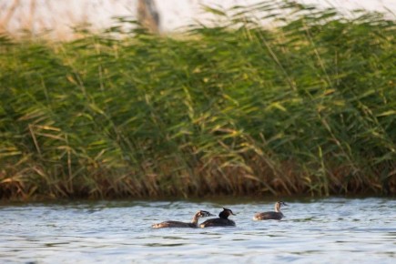 Жителей Советского района Волгограда приглашают на общественный субботник в микрорайоне "Долина"
