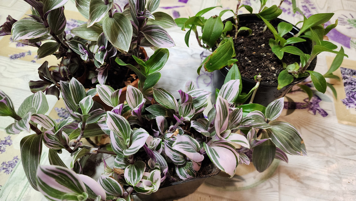 Как размножить традесканцию: секреты успешного укоренения