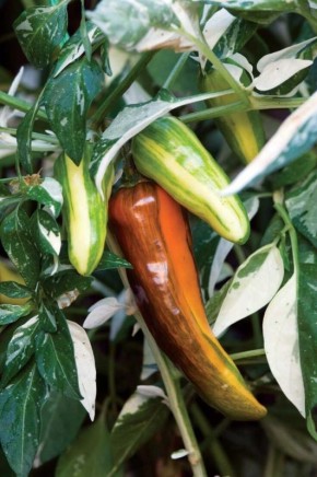 ��������� ����� ������� ������, ������� ��������� ���� ��������