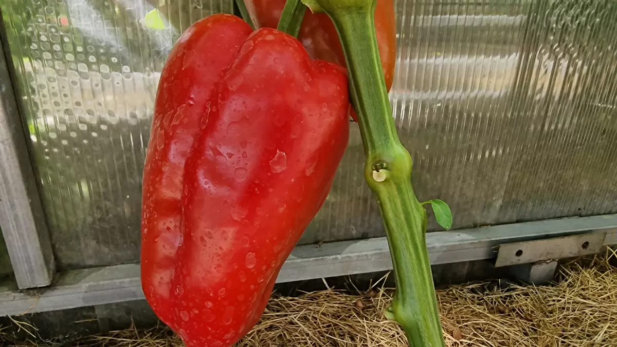 Как вырастить перцы сорта «Алёша Попович» для щедрого урожая