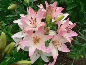 Лилия сорта Марлен: яркие акценты в вашем саду