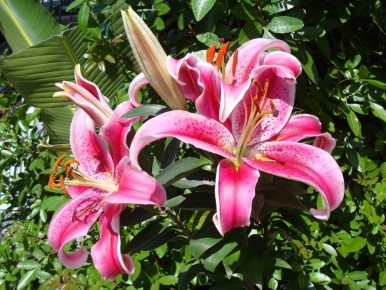 Правильная обрезка лилий осенью: секреты успешного цветения