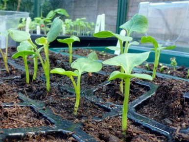 ��� ������� �������� ��������� ����� ������� � ��������