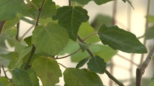 ����� 12 ����� �������� ��������� �������� � ��������