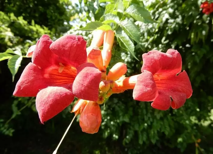 Кампсис: как создать зеленый уголок вашего сада