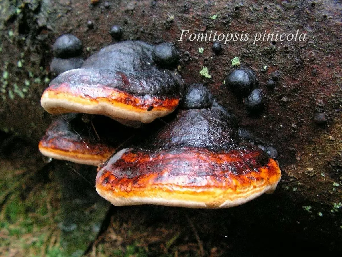 Уральские грибы: новое слово в лечении ожогов