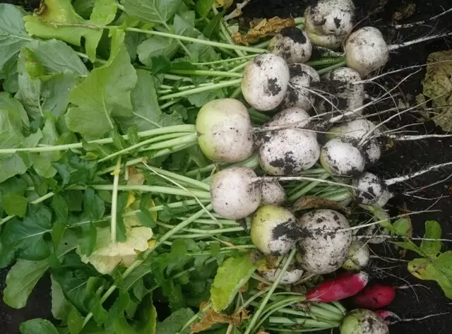 Лучшие овощи для посева в июле