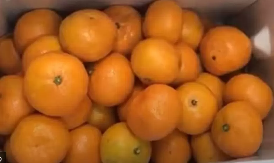 Мандарины могут стать более доступными к Новому году