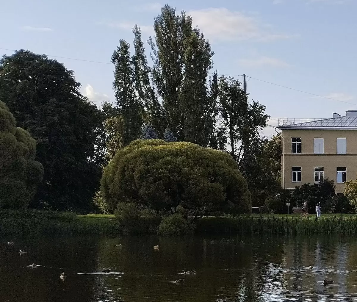 Как правильно выбрать растения для сада: советы и рекомендации