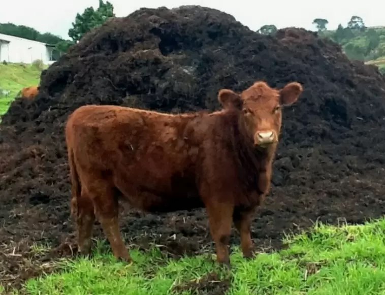 Почему осенний навоз может стать опасным для вашего сада