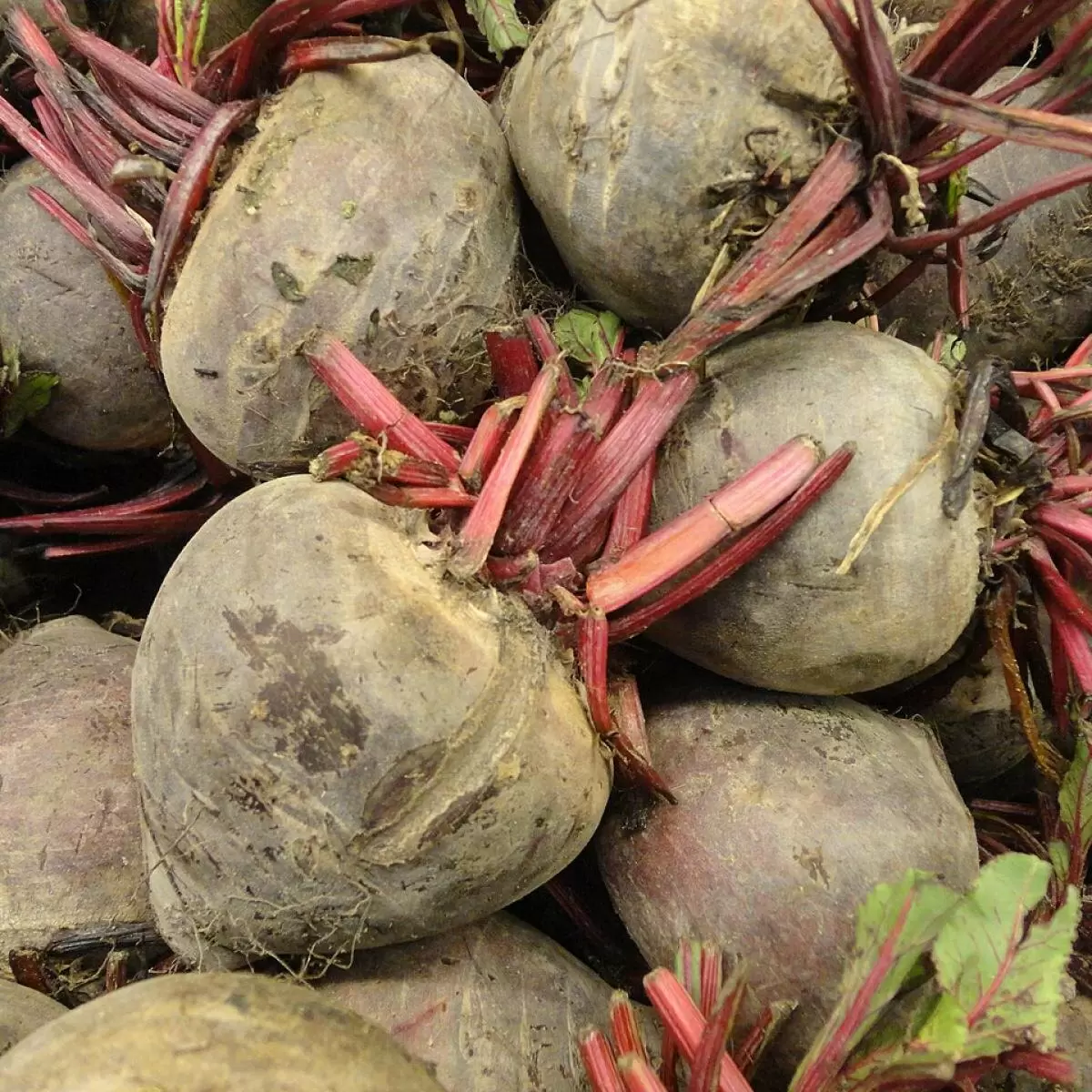 Как сохранить свёклу свежей до весны: простые советы