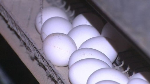 Цена яиц выросла на 6,8% в преддверии Пасхи в волгоградских магазинах