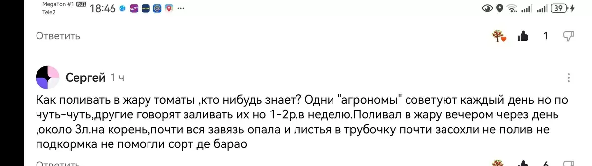 Как обеспечить здоровый урожай томатов в летнюю жару