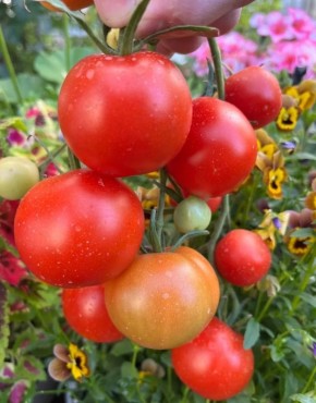 ������ ��� ��������� ����: ������ ����� ��� ��������� ������