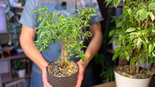 ��� ������ ������ ���������� �������� ���� ���������: ������ �� �����