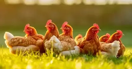 Как завести кур и не пожалеть об этом: плюсы и нюансы