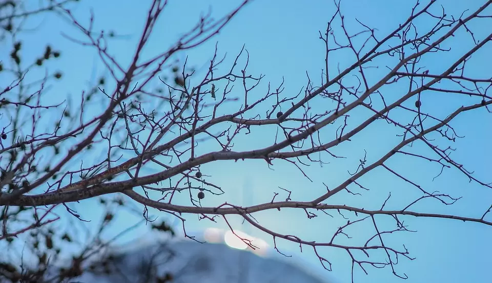 Зимняя профилактика плодов: что делать с деревьями до весеннего пробуждения
