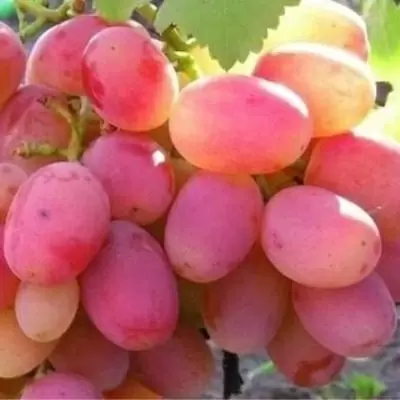 Виноград Памяти Хирурга: известный сорт с отличным вкусом и крупными ягодами