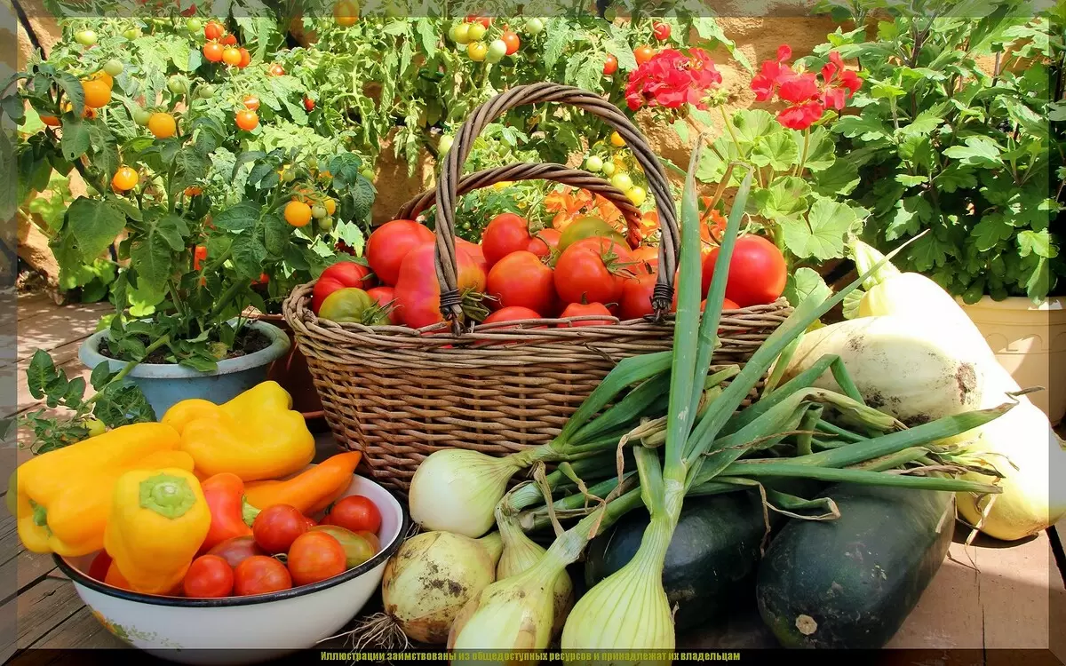 Август: время активных преобразований в саду и огороде