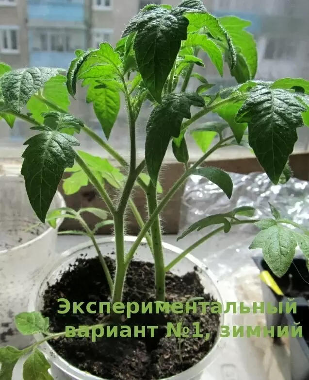 Чем не стоит подкармливать помидоры: советы агрономов