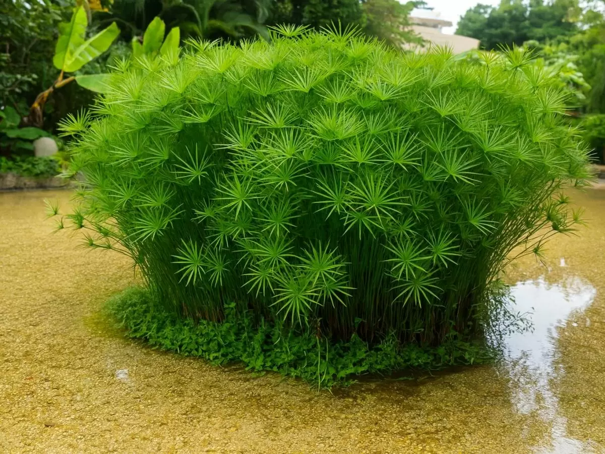 Циперус зонтичный: удивительный друг для домашнего уюта