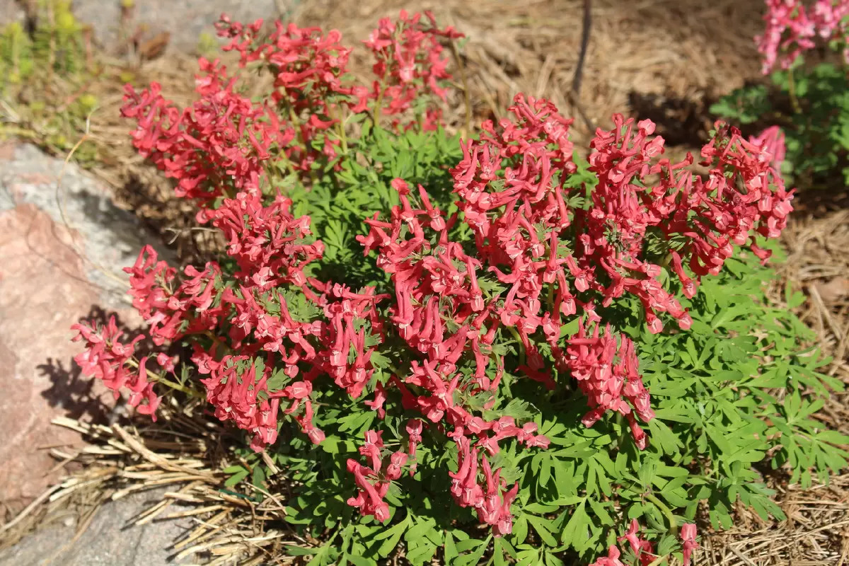 Как выбрать первоцветы для весеннего сада: практическое руководство